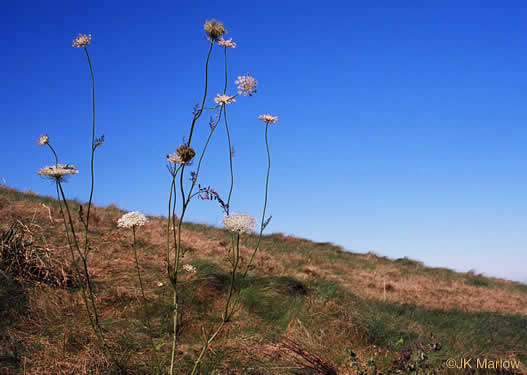 image of Daucus carota ssp. carota, Queen Anne's Lace, Wild Carrot, Bird's Nest