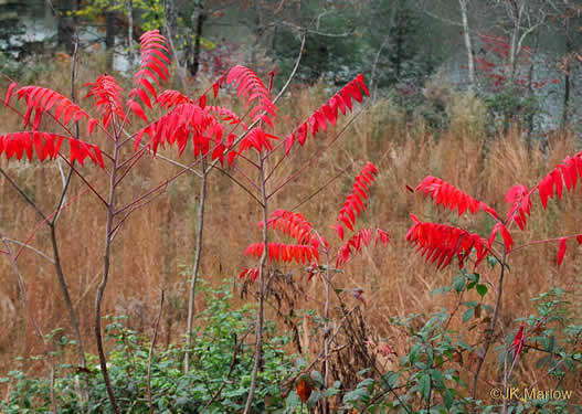 image of Rhus glabra, Smooth Sumac, Common Sumac