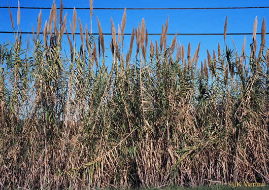 image of Arundo donax, Giant Reed