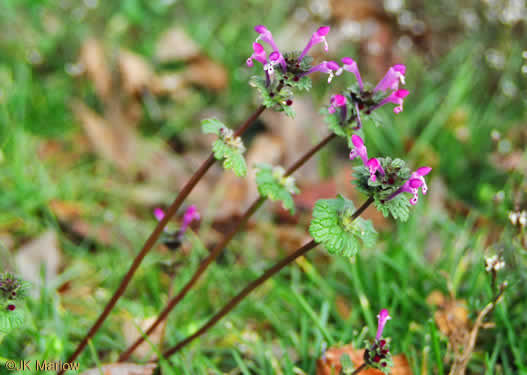 image of Lamium amplexicaule var. amplexicaule, Henbit, Henbit Deadnettle