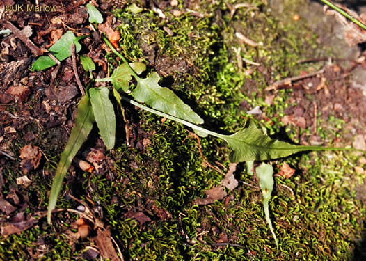 image of Asplenium rhizophyllum, Walking Fern