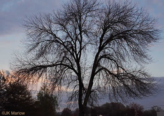 image of Fraxinus pennsylvanica, Green Ash, Red Ash