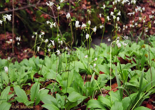 image of Primula meadia, Eastern Shooting Star