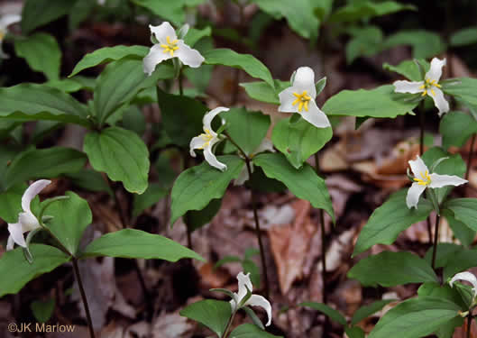 image of Trillium catesbyi, Catesby's Trillium, Rosy Wake-robin, Bashful Trillium, Rose Trillium