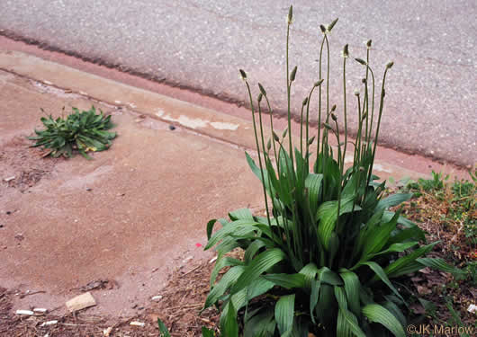 image of Plantago lanceolata, English Plantain, Buckhorn Plantain, Rib-grass, Narrowleaf Plantain