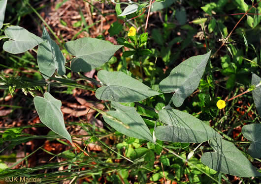 image of Convolvulus sericatus, Blue Ridge Bindweed, Silky Bindweed, Downy False Bindweed