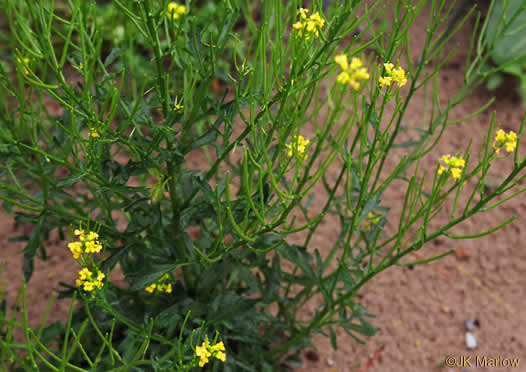 image of Barbarea verna, Early Winter-cress, Creasy