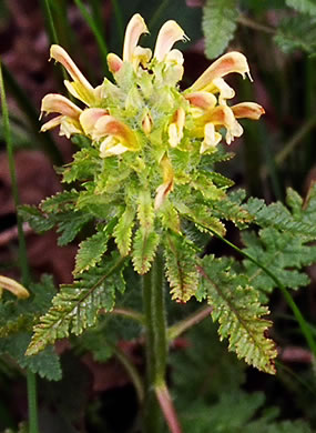 image of Pedicularis canadensis, Wood-betony, Eastern Lousewort, Fernleaf, Canadian Lousewort