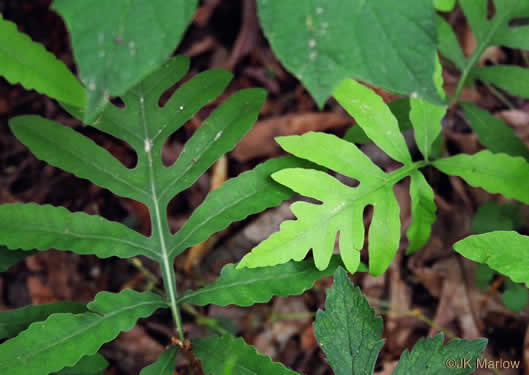 image of Onoclea sensibilis, Sensitive Fern, Bead Fern