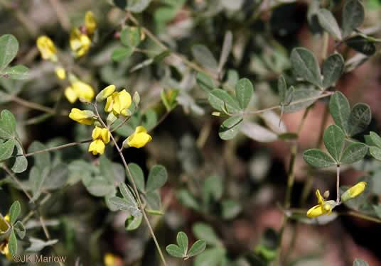 image of Baptisia tinctoria, Horsefly Weed, Yellow Wild Indigo, Yellow False-indigo, Rattleweed