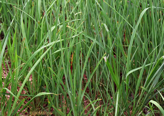 image of Andropogon gerardi, Big Bluestem, Turkeyfoot