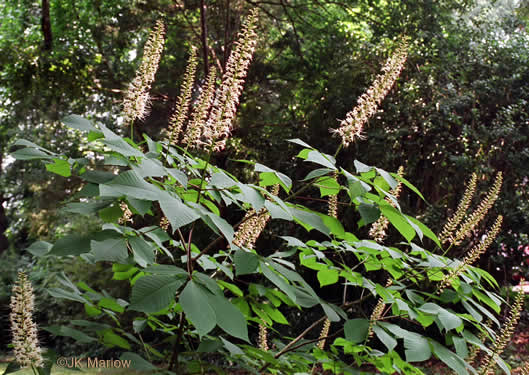 Aesculus parviflora, Bottlebrush Buckeye