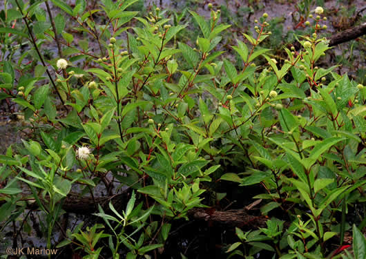 image of Cephalanthus occidentalis, Buttonbush