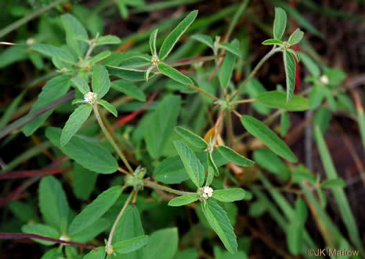 image of Croton glandulosus var. septentrionalis, Doveweed, Tooth-leaved Croton, Sand Croton, Northern Croton