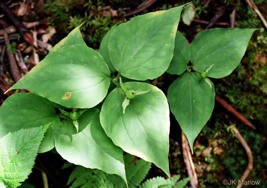 image of Trillidium undulatum, Painted Trillium, Striped Wake-robin