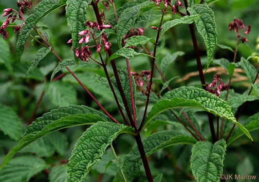 image of Eutrochium maculatum var. maculatum, Spotted Joe-pye-weed