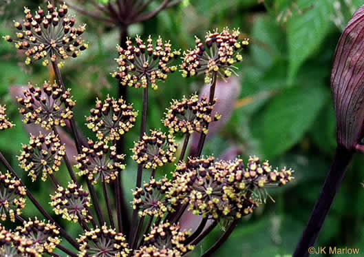 image of Angelica triquinata, Mountain Angelica, Appalachian Angelica, Filmy Angelica