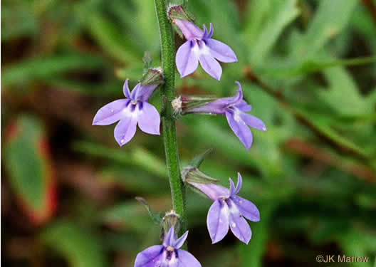 image of Lobelia puberula, Downy Lobelia, Hairy Lobelia