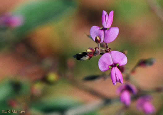 Desmodium ciliare, Hairy Small-leaf Tick-trefoil, Littleleaf Tick-trefoil