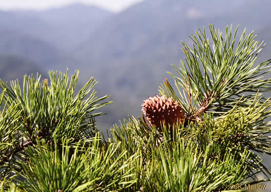 image of Pinus pungens, Table Mountain Pine, Bur Pine, Hickory Pine, Prickly Pine