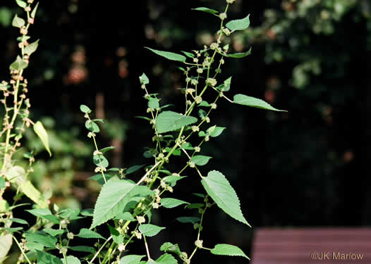 image of Fatoua villosa, Mulberry-weed, Crabweed, Foolish-weed