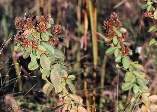 image of Lespedeza hirta +, Hairy Bush-clover, Hairy Lespedeza, Silvery Lespedeza