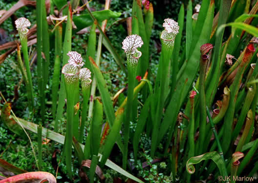 image of Sarracenia leucophylla, Whitetop Pitcherplant, Crimson Pitcherplant