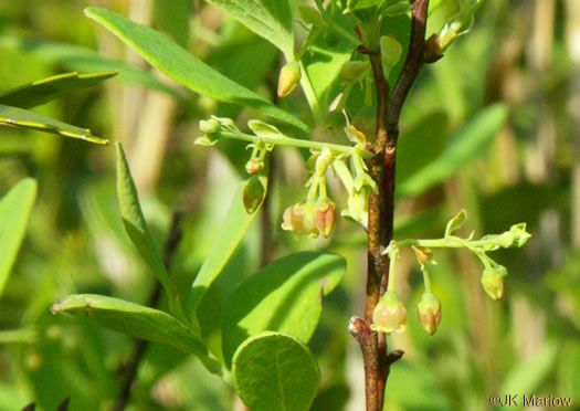 image of Gaylussacia frondosa, Dangleberry