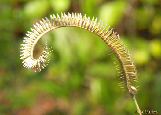 image of Ctenium aromaticum, Toothache Grass, Orangegrass, Wild Ginger