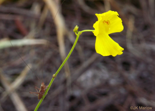 Utricularia striata, Fibrous Bladderwort, Striped Bladderwort