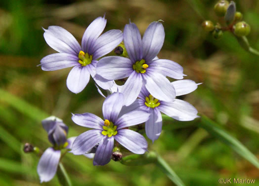 image of Sisyrinchium atlanticum, Atlantic Blue-eyed-grass, Eastern Blue-eyed-grass