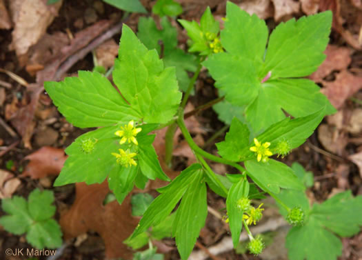 image of Ranunculus recurvatus var. recurvatus, Hooked Buttercup, Hooked Crowfoot