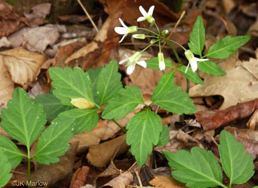 image of Cardamine diphylla, Broadleaf Toothwort, Crinkleroot, Pepperroot, Two-leaved Toothwort