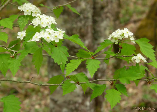 image of Crataegus schuettei, Schuette's Hawthorn