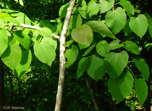 image of Tilia americana var. heterophylla, Mountain Basswood, White Basswood