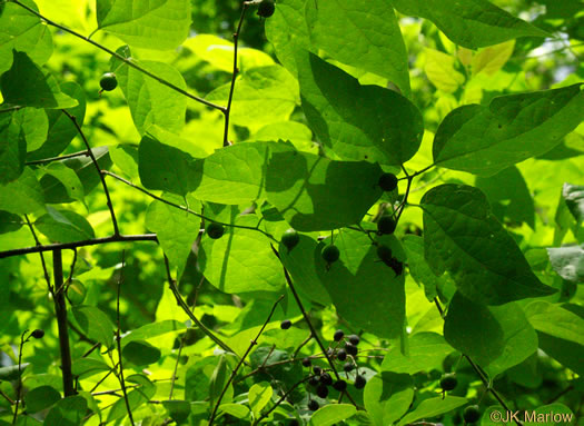 image of Celtis laevigata, Sugarberry, Southern Hackberry, Smooth Hackberry, Lowland Hackberry