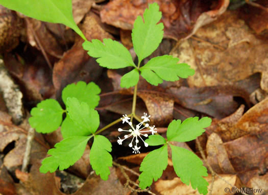 image of Nanopanax trifolius, Dwarf Ginseng