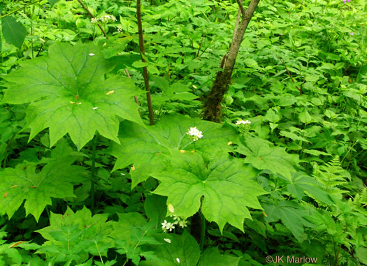 image of Diphylleia cymosa, Umbrella-leaf, Pixie-parasol