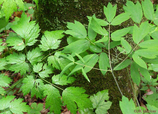 Actaea racemosa, Common Black Cohosh, Early Black Cohosh, Black Snakeroot, black bugbane