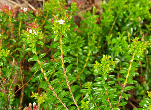 image of Kalmia buxifolia, Sand-myrtle, Mountain Myrtle