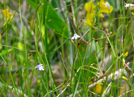 image of Lindernia monticola, Flatrock Pimpernel, Riverbank Pimpernel, False Pimpernel, Piedmont Pimpernel