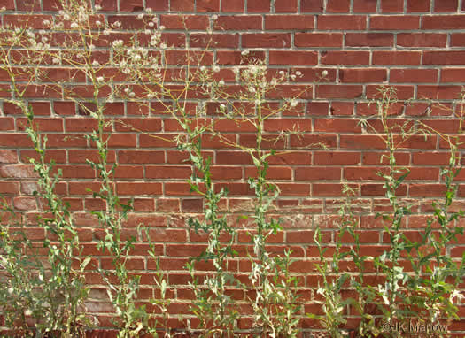 image of Lactuca serriola, Prickly Lettuce