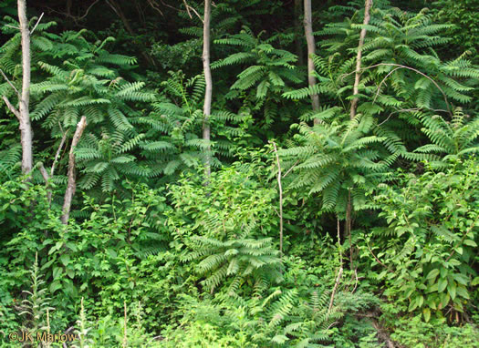 image of Ailanthus altissima, Ailanthus, Tree-of-heaven, Stink-tree