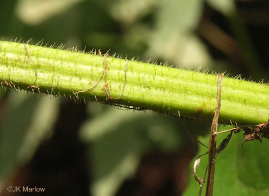 image of Silphium connatum, Virginia Cup-plant