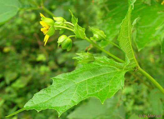 image of Smallanthus uvedalia, Bearsfoot, Hairy Leafcup, Yellow Leafcup