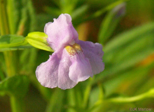 Mimulus ringens var. ringens, Allegheny Monkeyflower, Square-stemmed Monkeyflower