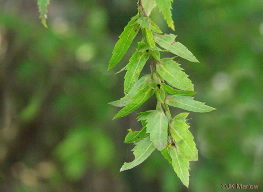 image of Carpinus caroliniana +, Musclewood, American Hornbeam, Blue-beech, Ironwood