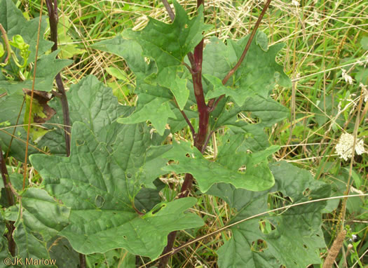 image of Arnoglossum atriplicifolium, Pale Indian-plantain