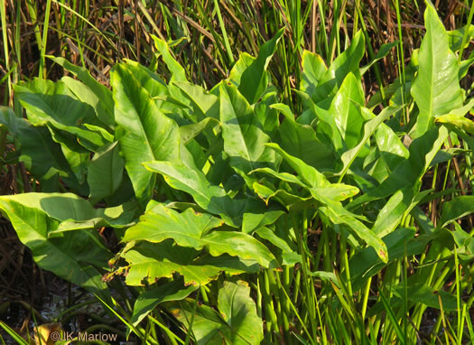 image of Peltandra virginica, Green Arrow-arum, Tuckahoe