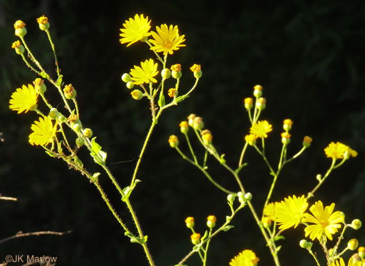 image of Heterotheca subaxillaris, Camphorweed